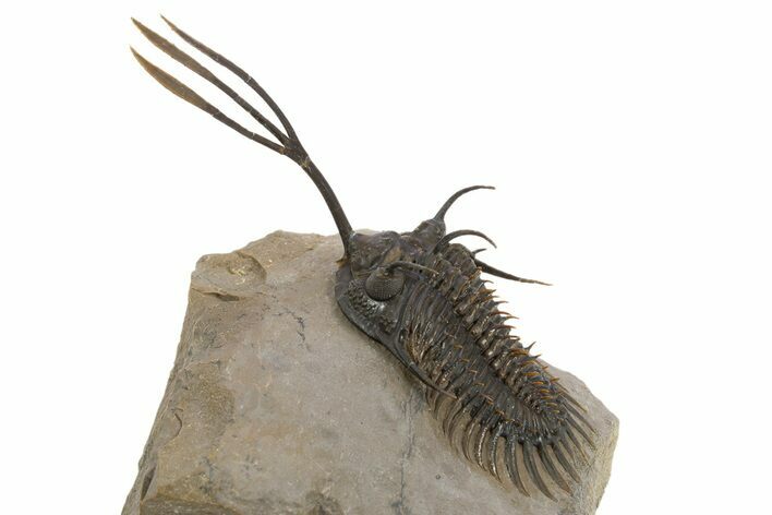 Trident Walliserops Trilobite - Exceptional Preparation #310510